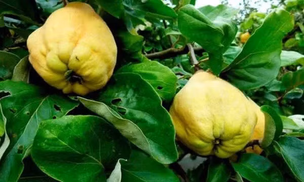 Loại quả vừa chát vừa cứng, hóa ra là đặc sản gần 200.000đ/kg Loai qua vua chat vua cung, hoa ra la dac san gan 200.000d/kg