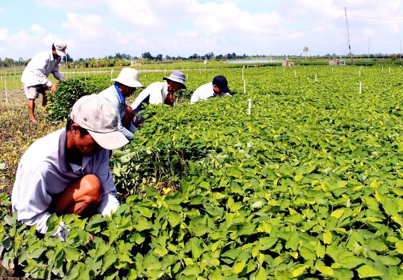 Nông dân Vĩnh Long thoát nghèo nhờ trồng thần dược hạ sốt Nong dan Vinh Long thoat ngheo nho trong than duoc ha sot