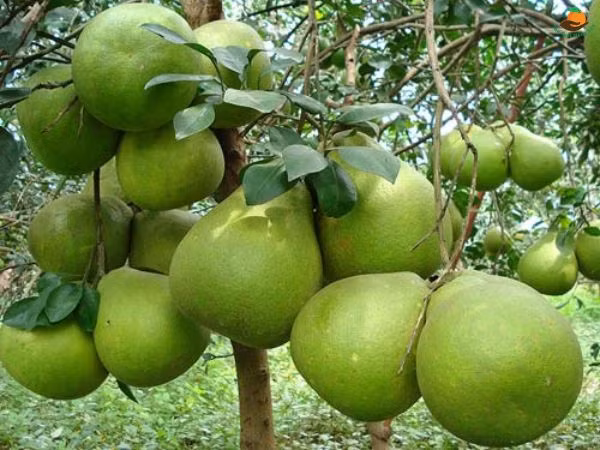 Việt Nam đón thêm tin vui từ thị trường Hàn Quốc Viet Nam don them tin vui tu thi truong Han Quoc