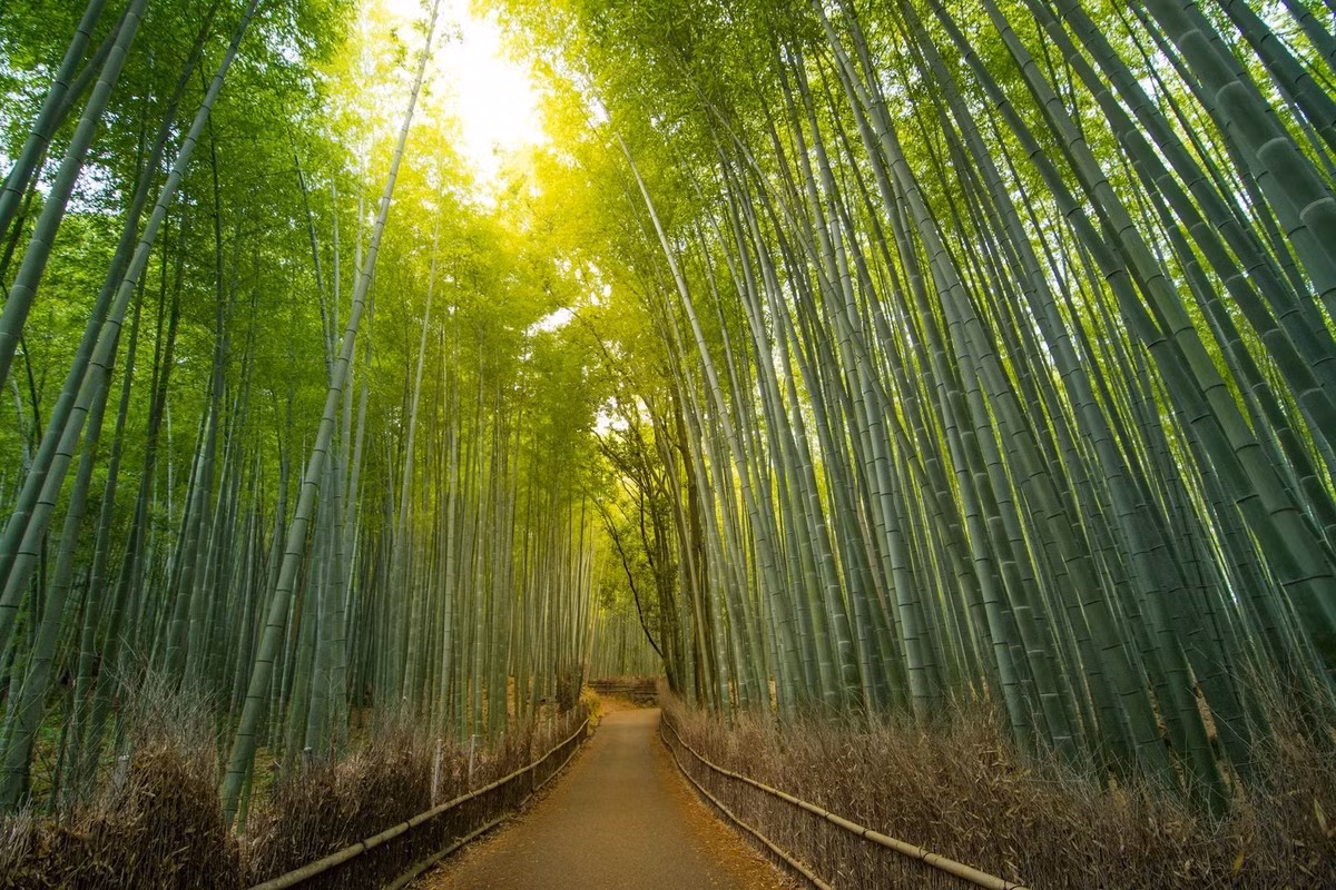 Con đường giữa rừng tre Sagano ở Kyoto, Nhật Bản: Rừng tre Sagano có những con đường đẹp như cổ tích. Vào những ngày nắng đẹp, tia nắng xuyên qua các tán cây dày đặc tạo nên một trải nghiệm khó quên.