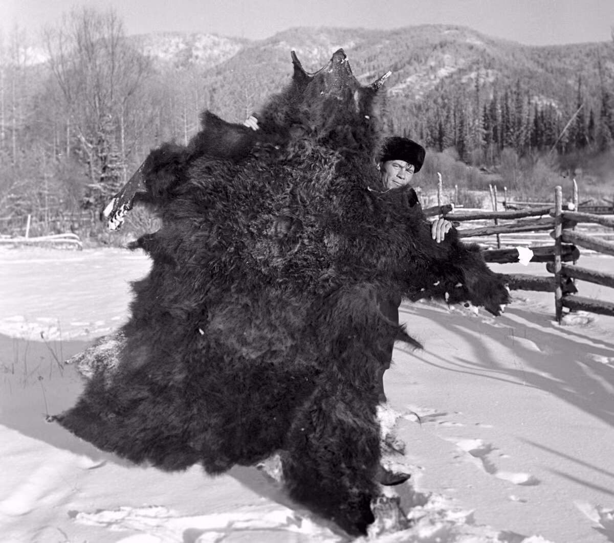 Giai ma “su sung bai gau” cua nguoi Siberia – Nga-Hinh-3