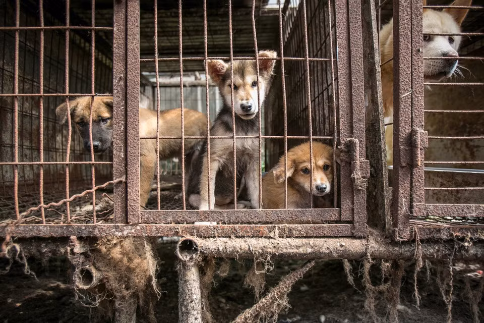 Những chú chó bị nhốt trong những căn lồng rỉ sét cũ kỹ. Toàn khu trang trại có gần 100 cũi sắt, giam giữ hơn 300 con chó.