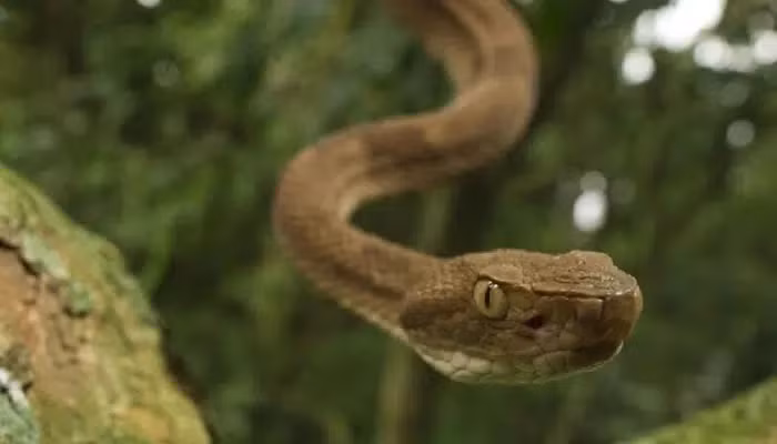 Tuy nhiên, nguy hiểm thực sự là người bị nạn không dễ tới được nơi an toàn để cấp cứu khi hòn đảo cách bờ biển Brazil lên tới 90km. Điều đó còn chưa tính tới thời gian di chuyển từ bờ biển tới bệnh viện gần nhất.