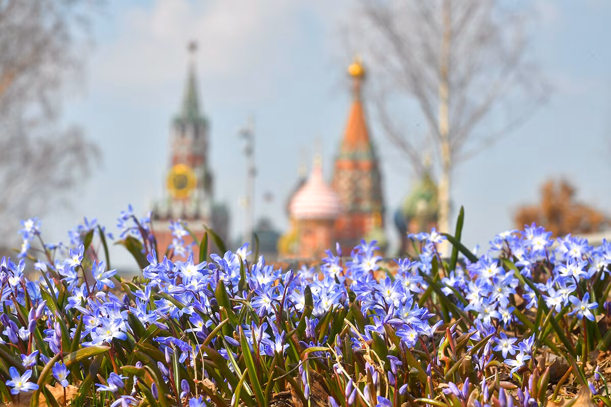 Điện Kremlin và Nhà thờ St. Basil không cần tô màu thêm mà trông còn đẹp hơn khi đắm chìm trong hoa mùa xuân nở rộ.