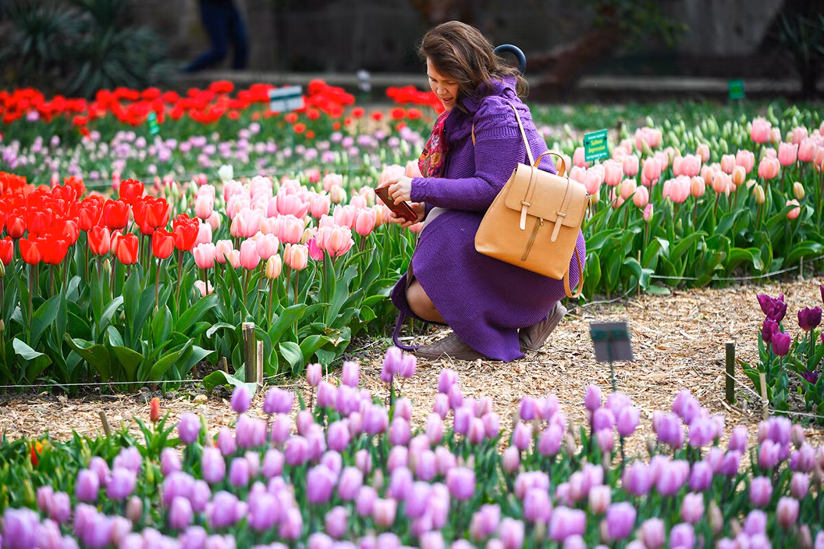 … cũng như triển lãm hoa tulip.