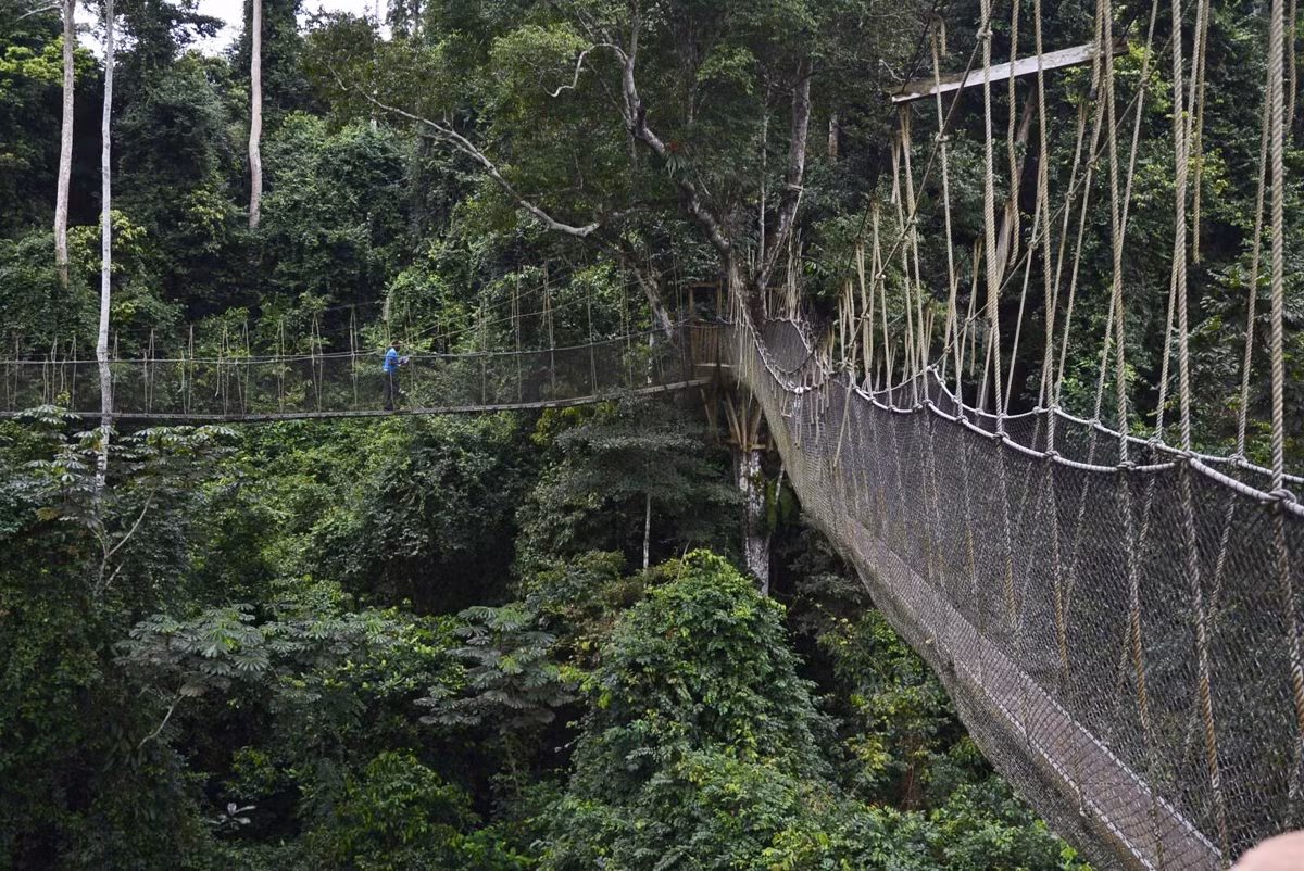 Cầu đi bộ Kakum Canopo (Ghana): Cây cầu cho phép những người đi bộ đường dài ngắm nhìn khu rừng rậm thường dành cho những người leo núi và lái máy bay. Thế nhưng, đây cũng là một cây cầu không dành cho người yếu tim.