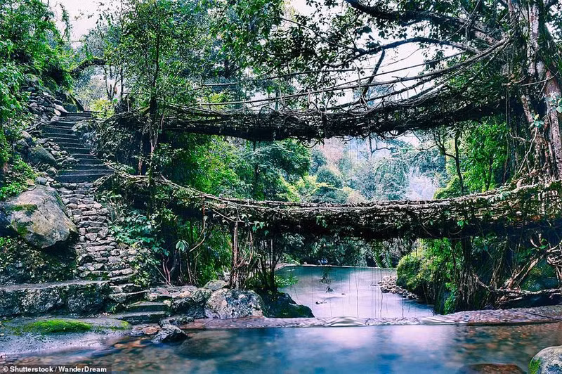Trong khu rừng Meghalaya ở Ấn Độ, rễ cây cổ thụ vắt qua sông trong nhiều thập kỷ để tạo ra cầu rễ cây độc đáo. Ảnh: IT.