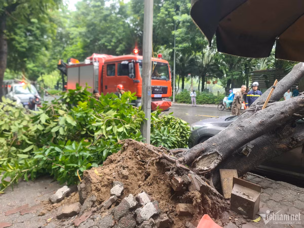 Ha Noi: Cay da bat goc de trung o to 5 cho-Hinh-2