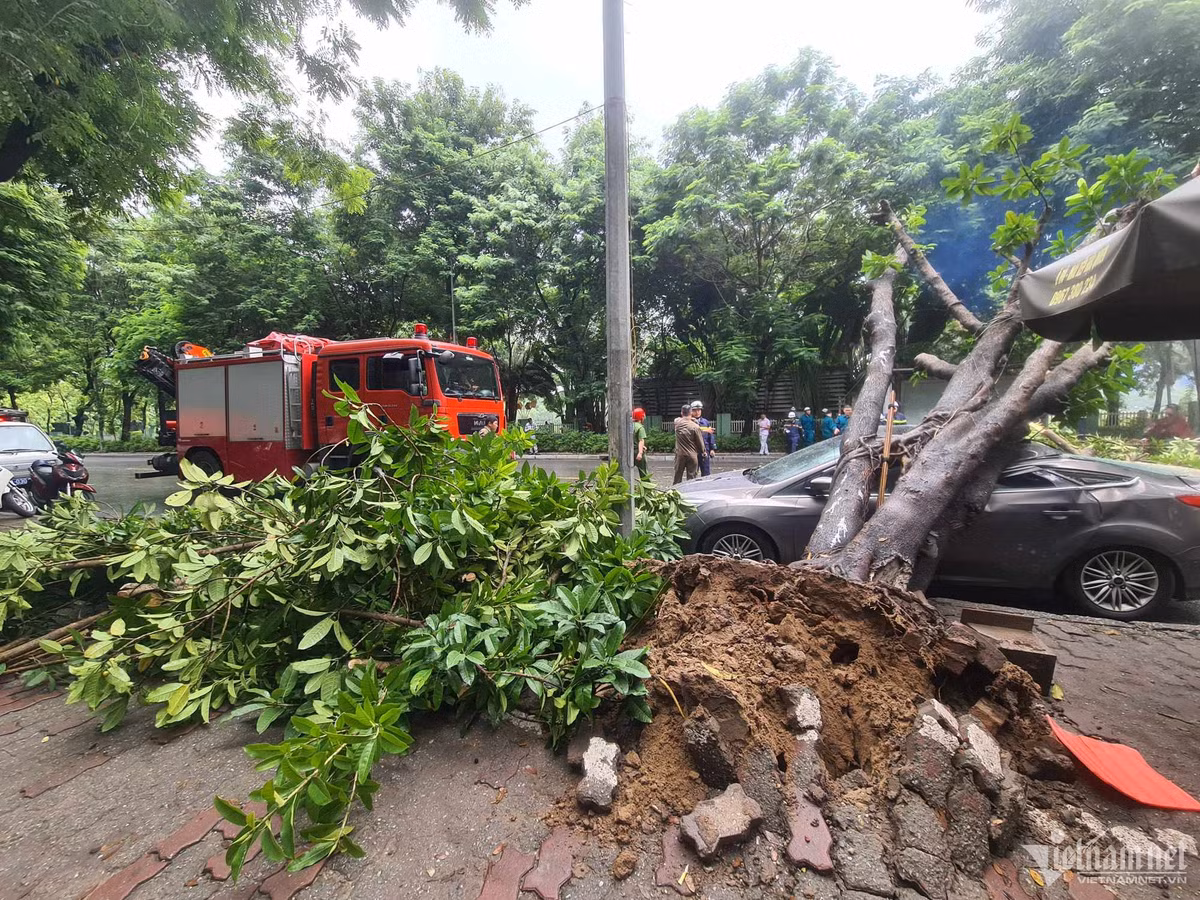 Ha Noi: Cay da bat goc de trung o to 5 cho