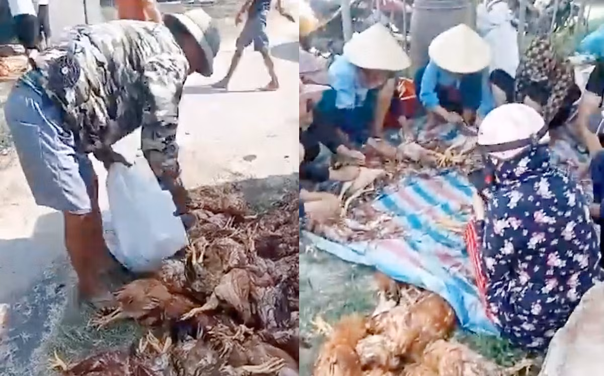 Trang trại thiệt hại gần 1.000 con gà do mất điện đột ngột - Hình 3 Trang trai thiet hai gan 1.000 con ga do mat dien dot ngot-Hinh-3