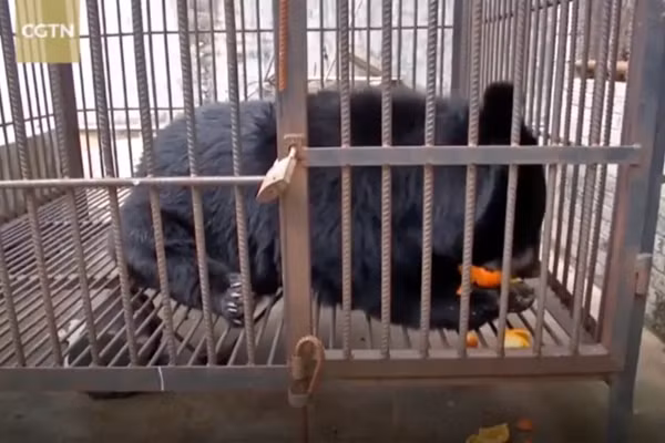 Nuoi cho cung suot 2 nam bong phat hien no la gau