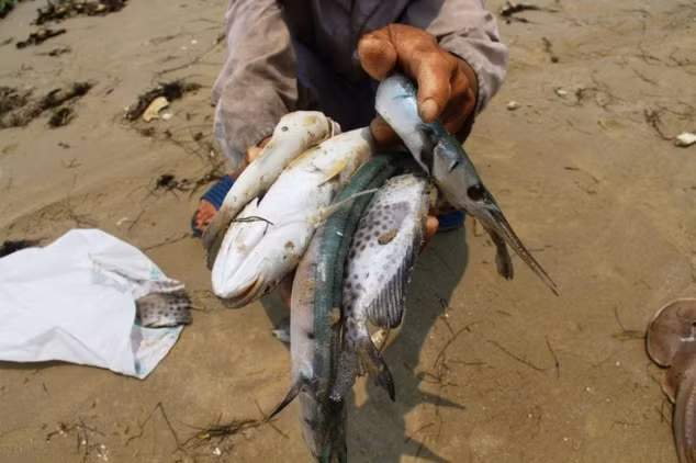 Bao quoc te dua tin ca chet hang loat o mien Trung Viet Nam-Hinh-2