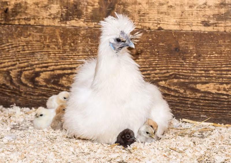 Mỗi con gà Silkie trưởng thành nặng từ 1,5-2 kg. Giá của một con gà Silkie có thể lên tới 10 triệu đồng/con. Hiện tại, gà Silkie đang được săn lùng khiến nó trở nên khan hiếm, có tiền vẫn phải đợi. Một con gà Silkie 2 tháng tuổi cũng có giá lên tới 1 triệu đồng/con.