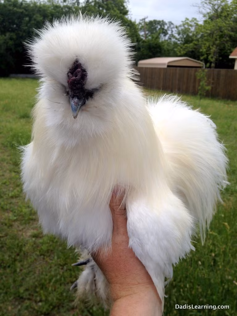 Gà lông xù (Gà Silkie) còn được biết đến với tên gọi gà Silkie. Đây là một giống gà quý với bộ lông xù lạ mắt và đáng yêu. Gà Silkie có đủ màu sắc từ vàng, trắng đến đen...