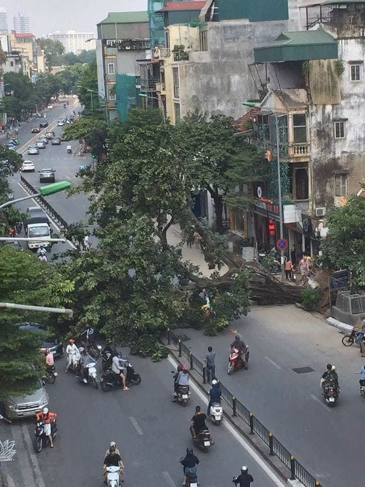 Ha Noi: Cay co thu bat goc, nguoi di duong hoang loan