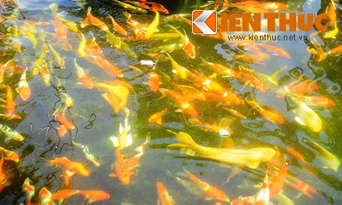 Đổ xô xem trang trại cá Koi nghìn đô khủng nhất VN Do xo xem trang trai ca Koi nghin do khung nhat VN