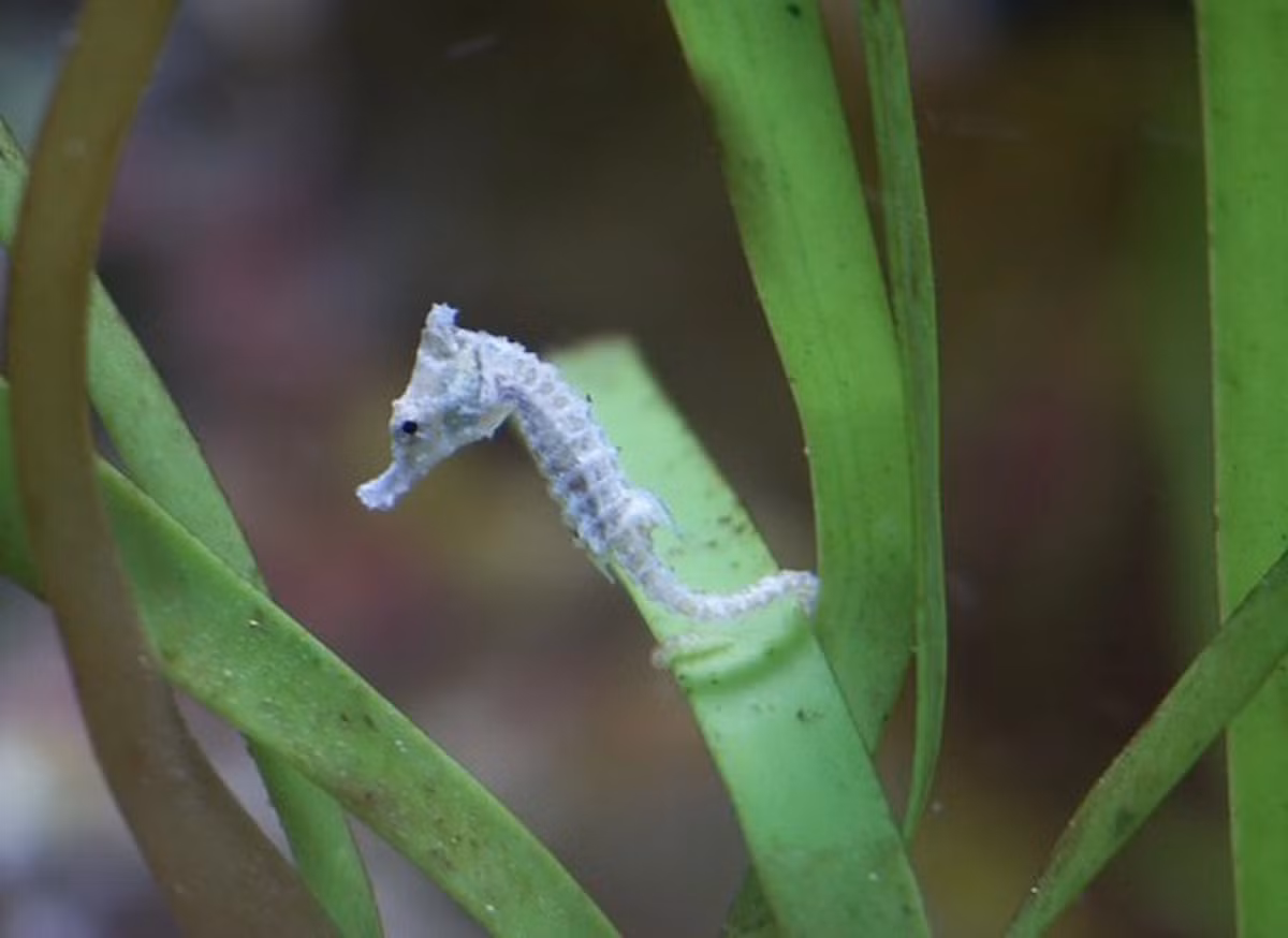 4. Cá ngựa lùn (Hippocampus zosterae): Tốc độ di chuyển tối đa của cá ngựa lùn là 0,15km/h. Chúng di chuyển bằng cách dựa vào sự trôi dạt thay vì đẩy mình trong nước.