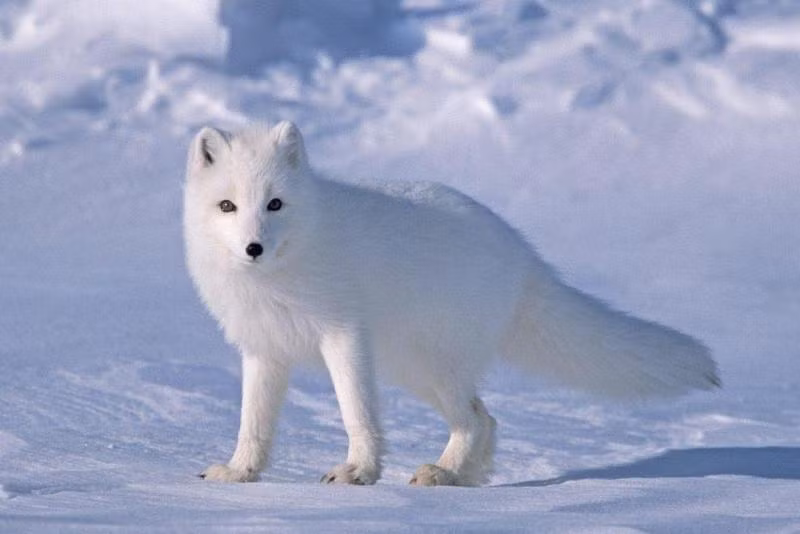 6. Cáo Arctic: Sống trong môi trường khắc nghiệt của Bắc Cực, với bộ lông dày giúp chúng thích nghi và sống sót.