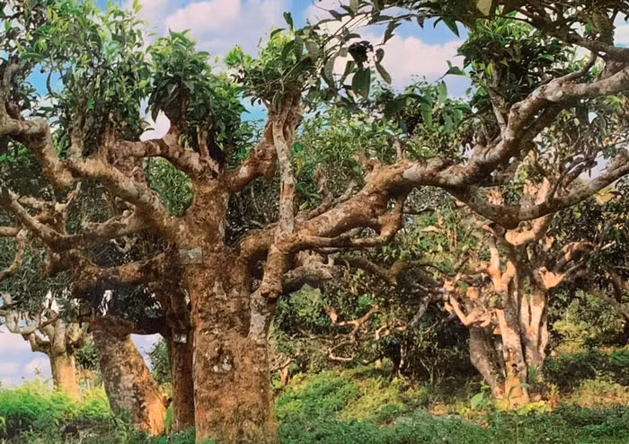 Cần có những biện pháp cụ thể để bảo tồn và phát triển loài cây này, đồng thời tận dụng tối đa tài nguyên di sản quý giá mà thiên nhiên đã ban tặng.