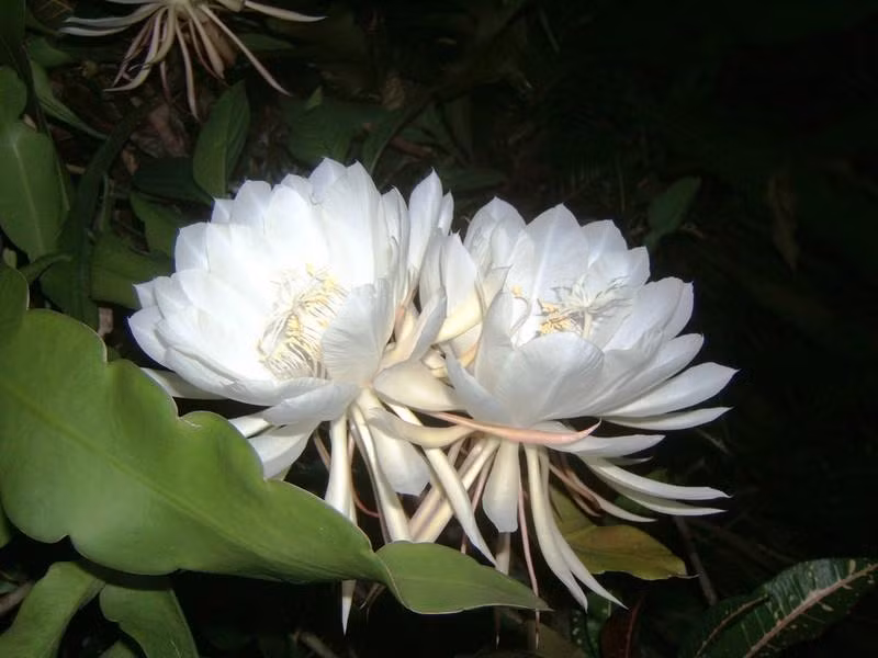 4. Hoa Kadupul (Queen of the Night): Loài hoa hiếm có, chỉ tìm thấy trong rừng ở Sri Lanka. Được tôn sùng trong Phật giáo vì ý nghĩa tâm linh. Hoa màu trắng, nở về đêm, mang hương thanh tao. Đây được xem là một loài hoa “vô giá” vì không thể trồng được do độ hiếm hoi và giá trị thẩm mỹ, tâm linh.