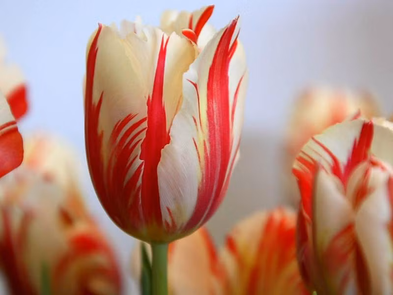 6. Hoa tulip thế kỷ 17: Đặc biệt từ Hà Lan, trở thành biểu tượng du lịch của đất nước này. Có giá gần 130 triệu đồng/bó.