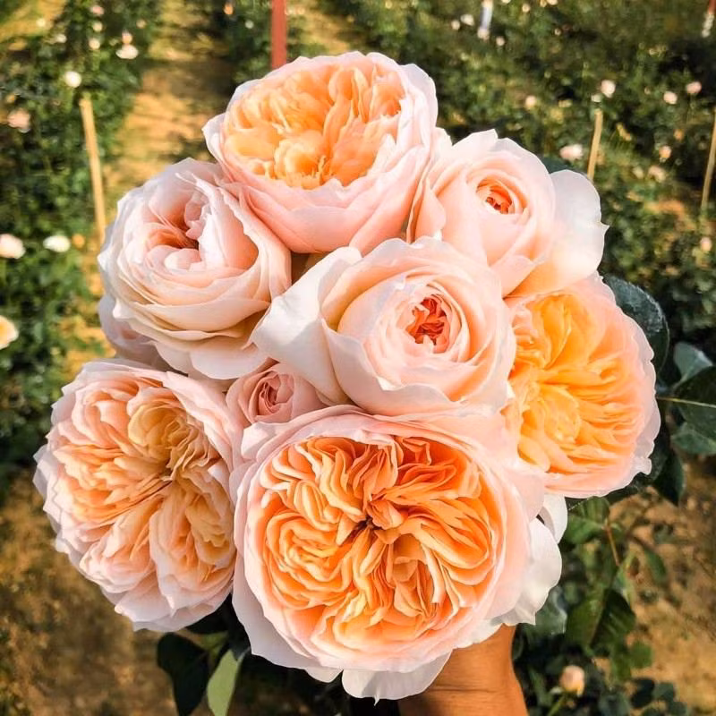 3. Hoa hồng Juliet: Tạo ra bởi nhà lai tạo giống hoa hồng David Austin. Đẹp và thơm ngát, mang tính thanh lịch và kiêu sa. Giá bán gần 5 triệu USD.