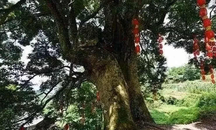 Nanmu vàng đã trở thành loại cây được bảo vệ cấp hai ở Trung Quốc, không thể tự do chặt hạ mà cần phải tuân thủ các quy định bảo vệ.