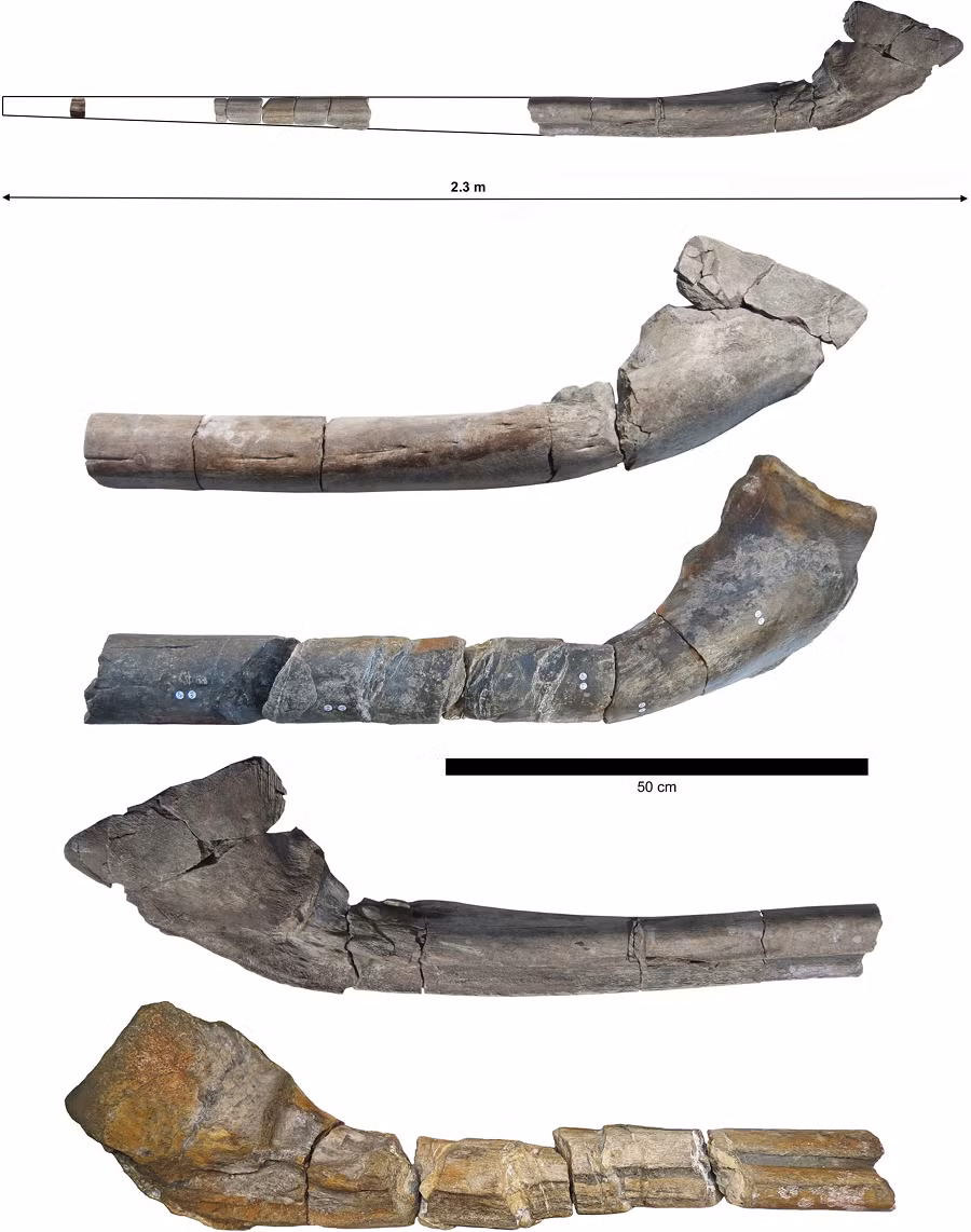 Dưới kính hiển vi, họ đã tìm thấy các sợi collagen đan chéo, đặc điểm của loài ichthyosaur, xác nhận danh tính của nó.