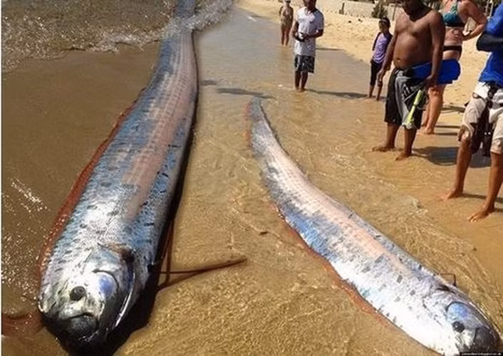 Cơ thể mỏng, có vây đỏ. Màu sắc của cá thường là màu bạc với những mảng đen và vây màu đỏ.