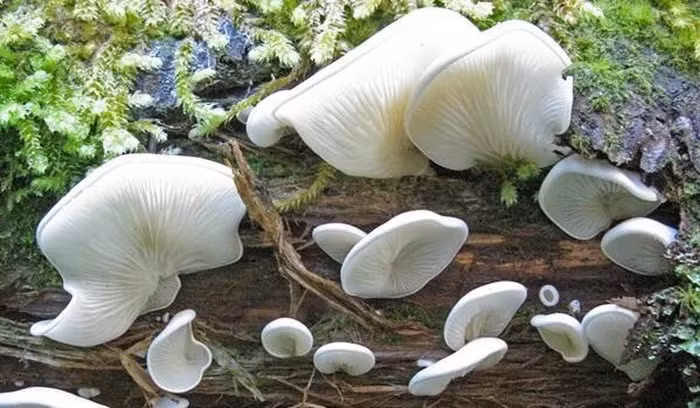 Nấm Đôi cánh thiên thần (Pleurocybella Porrigens) có màu trắng ngà và có thể phát triển to bằng bàn tay
