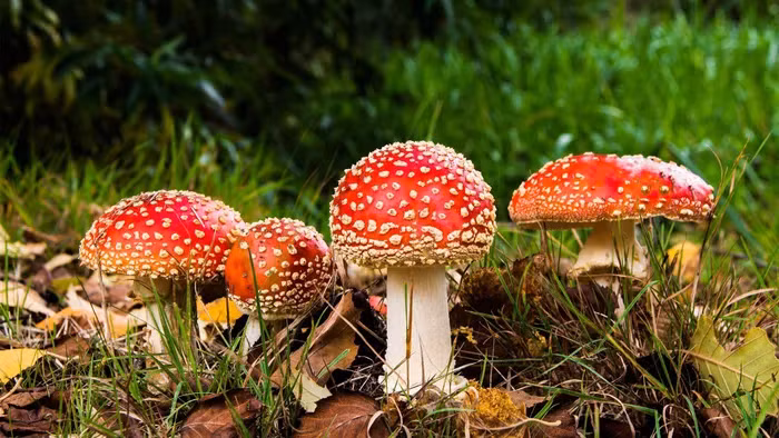 Nấm Amanita muscaria sau khi luộc sơ để giảm độc tính và phân hủy các chất hướng thần, nó có thể được tiêu thụ như là một loại thực phẩm ở một số khu vực ở châu Âu, châu Á và Bắc Mỹ