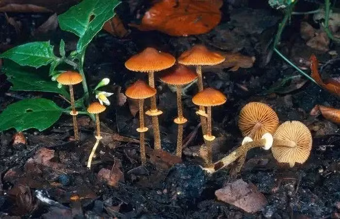Nấm Cỏ Conocybe filaris (Pholiotina rugosa) là một trong các loại nấm độc