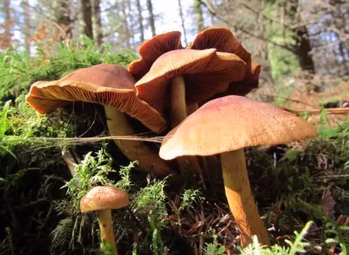 Nấm Webcap (Cortinarius rubellus) là một trong những loại nấm độc nhất thế giới, bởi chỉ cần ăn phải một lượng rất nhỏ cũng đủ gây chết người. Chất Orellanine có trong nấm là một loại độc tố cực mạnh, tác động trực tiếp lên thận và hiện chưa có thuốc giải