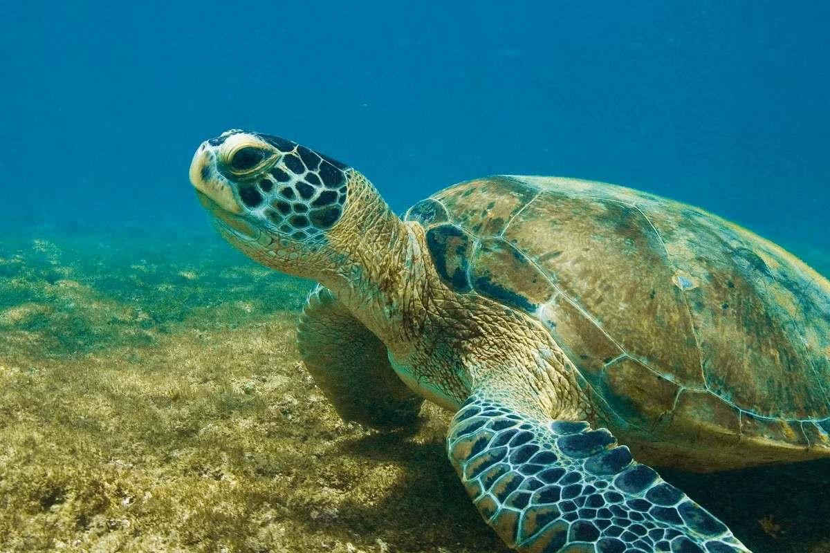 Sau khi giao phối khoảng 2 - 4 tuần, cá thể Vích đực di cư về khu vực kiếm ăn, rùa cái lên bãi làm tổ và đẻ trứng lần đầu. Sau khoảng thời gian từ 11 - 13 ngày nghỉ tạo trứng, rùa mẹ tiếp tục đẻ lần thứ hai.