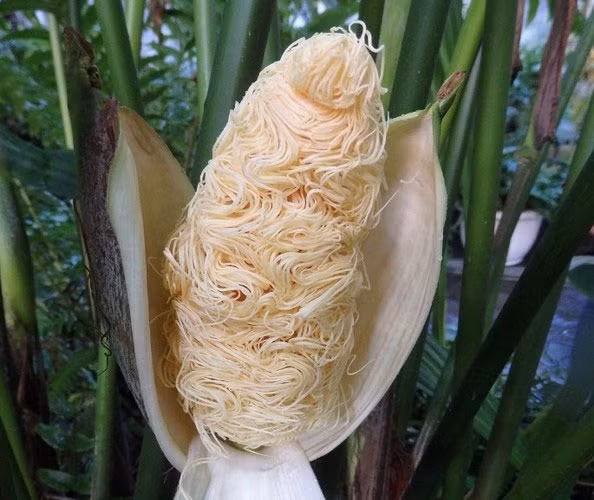 Cây toquilla là một loài cây độc lạ có ngoại hình giống như bắp ngô, nhưng bên trong lại giống như mì tôm.