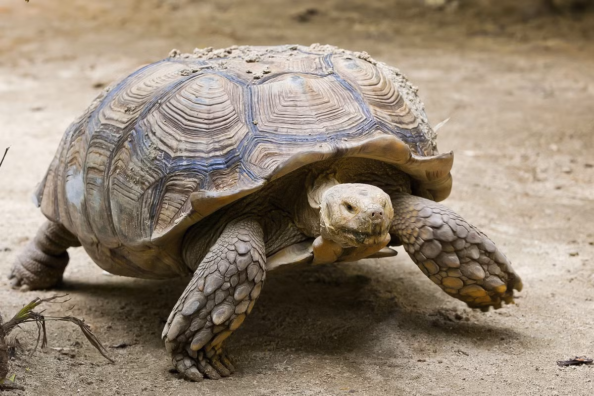 6. Rùa núi vàng (Indotestudo elongata): Theo đánh giá mới của Sách đỏ IUCN, rùa núi vàng được đánh giá có nguy cơ của bị tuyệt chủng ngoài tự nhiên ở mức rất cao. Rùa núi vàng có mai thuôn dài, màu vàng và thường có các đốm đen ở mỗi tấm mai. Vài cá thể có mai hơi đen với viền màu nâu nhạt ở mỗi tấm mai. Đầu màu vàng thẫm. Yếm màu vàng với các đốm đen.