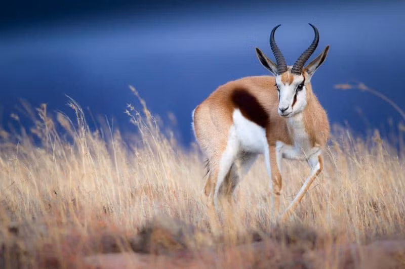 4. Springbok: Linh dương này có khả năng chạy nhanh lên đến 88 km/h và cũng có khả năng nhảy cao đến 4m.