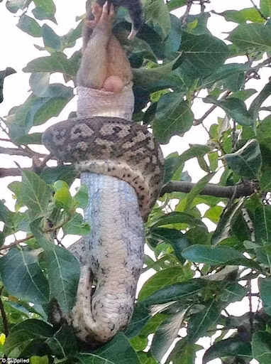 Trong trường hợp đó, con trăn dài khoảng 2 mét mất gần 1 giờ để hoàn thành việc ăn mồi.