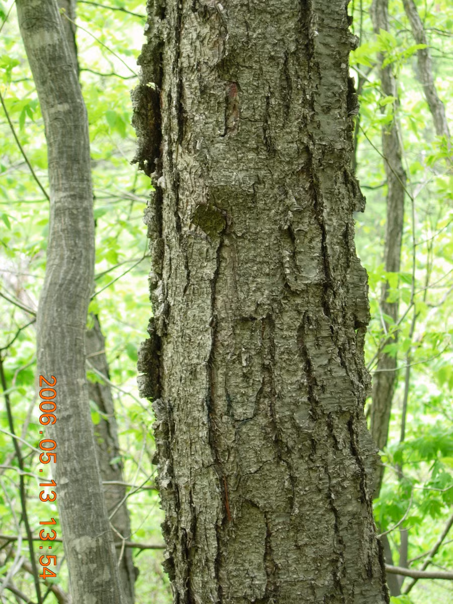 Loại cây này được gọi là cây bạch dương sắt (Betula schmidtii), là một loài cây quý hiếm thường trồng ở Primorsky Krai, Nga.