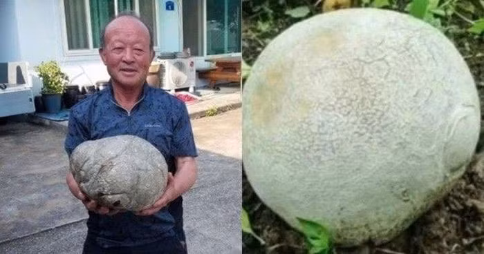 Sau khi tham khảo các chuyên gia, ông mới biết vật thể lạ khổng lồ đó là loại nấm Calvatia gigantea, hay nấm phồng khổng lồ.