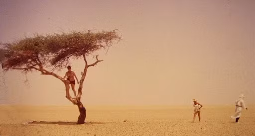 Nó là một trong những loài cây cuối cùng còn sót lại trên vùng đất từng là rừng nhiệt đới rậm rạp, trước khi biến mất do biến cố tự nhiên và tác động của con người.
