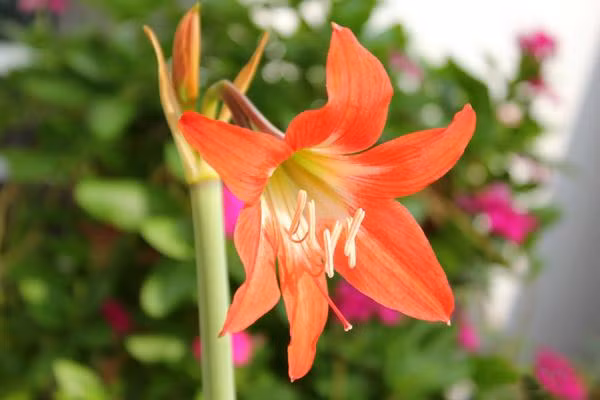 7. Hoa Huệ Lili (Hippeastrum Puniceum): Củ của hoa này chứa chất độc lycorine, gây ra các triệu chứng như tiêu chảy và buồn nôn.