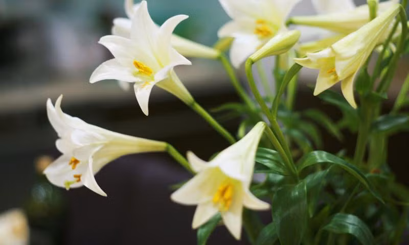 1. Hoa Loa Kèn (Angel’s Trumpet): Là một trong những loài hoa chứa chất kịch độc có thể gây chết người, hoa loa kèn chứa chất gây ảo giác scopolamine, có thể gây nguy hiểm cho hệ thần kinh và dẫn đến tử vong nếu tiếp xúc với lượng lớn.