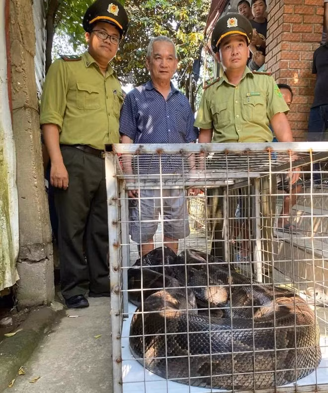 Con trăn đất quý hiếm này có trọng lượng lên đến 85kg, dài 5,2m và được giao nộp vào ngày 1/4 bởi ông Hà Văn Đới, cư dân tại phường Vỹ Dạ, TP Huế. Tại thời điểm tiếp nhận, con trăn đất này có sức khỏe tốt.