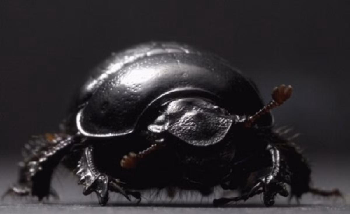3. Bọ cánh cứng có sừng Onthophagus Taurus là một trong những con vật khỏe nhất thế giới với khả năng kéo vật nặng gấp 1.140 lần trọng lượng cơ thể của chính mình.