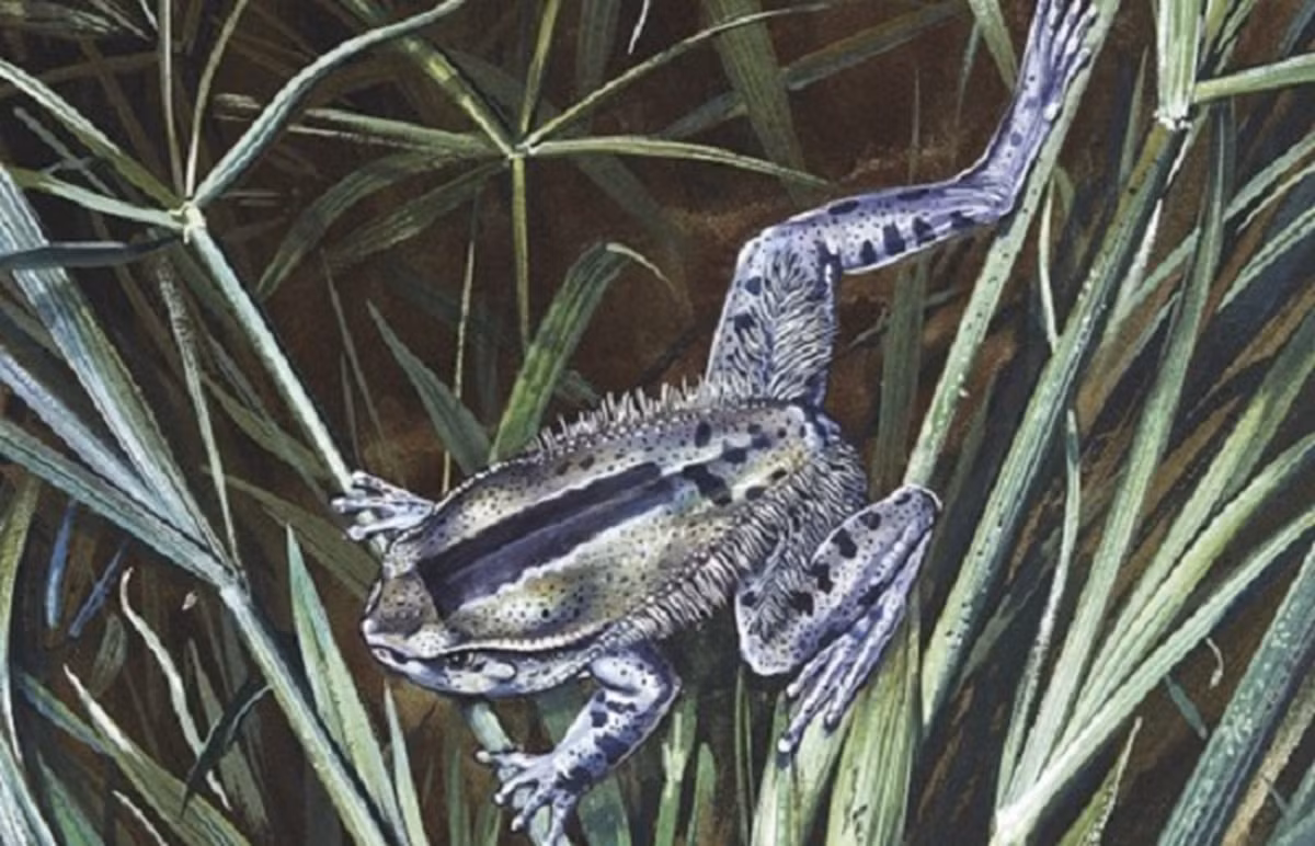 5. Ếch lông Trichobatrachus robustus sở hữu siêu năng lực có thể phá vỡ xương của chúng để tạo thành móng vuốt. Điều đặc biệt là các móng vuốt này chỉ nhô ra khỏi đệm ngón chân khi chúng bị đe dọa.