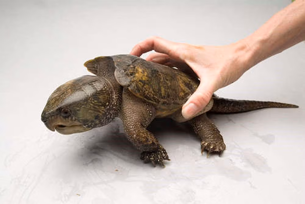 3. Rùa đầu to thuộc họ Platysternidae, chúng sống ở các khe suối trong rừng, nơi có nhiều đá tảng, nước sâu, trong và có dòng chảy chậm. Ban ngày rùa ẩn dưới các tảng đá hoặc phơi nắng trên bờ suối, chúng đi tìm mồi lúc sẩm tối hoặc ban đêm.