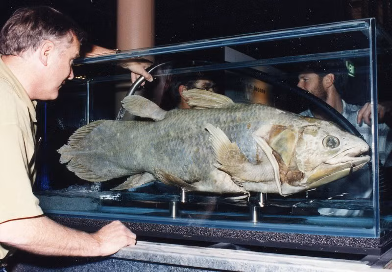 Ngoài ra, loài cá vây tay cũng được phát hiện lại ở Indonesia vào năm 1997 và được đặt tên khoa học là L. menadoensis.