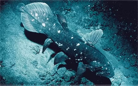 Cá vây tay Tây Ấn Độ Dương được liệt kê là loài cực kỳ nguy cấp theo Sách đỏ IUCN.