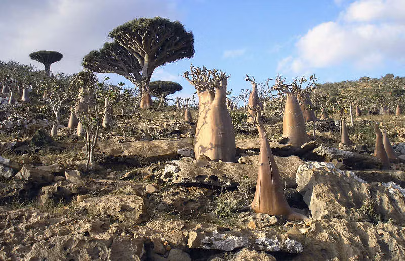 3. Đảo Socotra (Yemen): Được mô tả như "đảo ngoài hành tinh" với môi trường độc đáo, sở hữu nhiều loài thực vật và động vật đặc hữu, được UNESCO công nhận là di sản thiên nhiên thế giới.